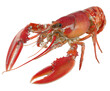 © Khmel - Freshwater lobster in vibrant red coloration on display on a transparent background, cut out
