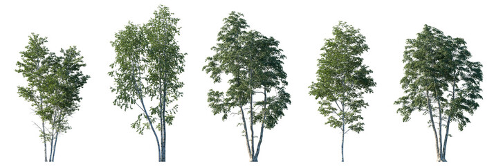 Wall Mural - betula pendula summer trees isolated png on transparent background premium cutout (silver birch, war