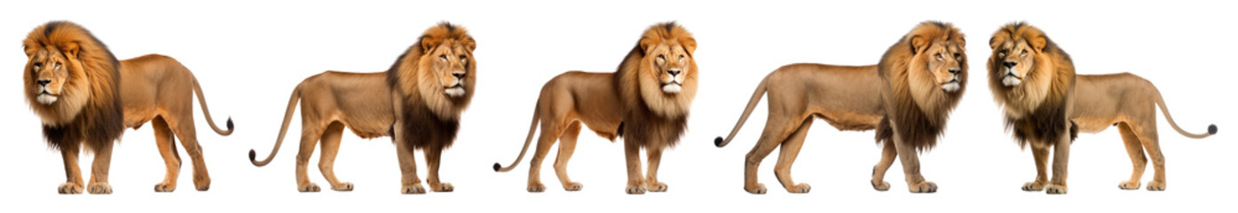 Wall Mural - png lions standing in a row, element set on transparent background