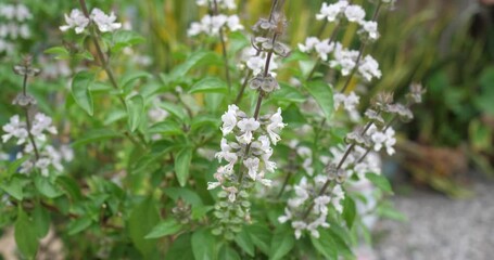 Wall Mural - (Ocimum basilicum Linn) Flowers of Ocimum basilicum Linn,Sweet basil