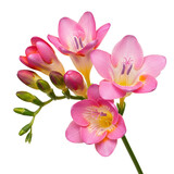 Pink freesia flowers branch isolated on transparent background