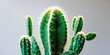© Sona - Close-up of a cactus plant with multiple green pads and spines, illuminated by bright light.