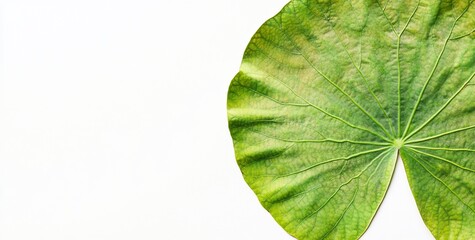 Aufkleber - Close-up of a large, vibrant green lotus leaf on a white background, showcasing its texture and veins.