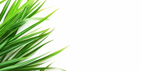 Aufkleber - Lush green grass leaves on white background, copy space.