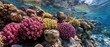 © Feryu - Unterwasser-Korallenriff, Farbenpracht, Meeresökosystem