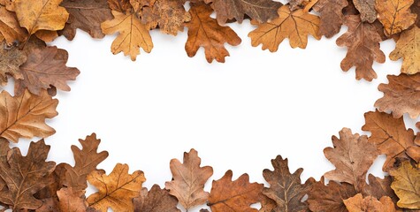 Poster - Frame of dried brown oak leaves on white background.
