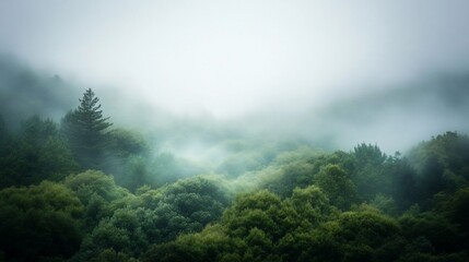 Poster - Misty forest landscape with lush green trees and fog covering hills.