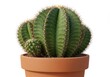 © Sarwar - Green cactus plant in pot isolated on white background