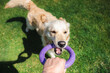 © StockMediaSeller - Golden retriever dog energetically playing tug-of-war with a purple ring toy held by its owner on a sunny green lawn