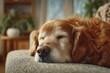 © whitestorm - A peaceful golden retriever dog is sleeping on the couch in the living room, enjoying a relaxing moment in its cozy home, resting deeply with closed eyes.