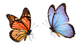 Two butterflies monarch and morpho isolated on transparent background