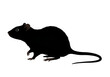 © Sharmin - Illustration of a dark rat in profile isolated on transparent background