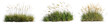 © Rawpixel.com - PNG Lush ornamental grass clusters, element set on transparent background