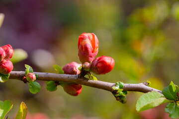 Wall Mural - A plant with flowering wild Japanese quince (Chaenomeles japonica) on a sunny day. Lots of beautiful pink buds of Japanese quince on a natural background, spring