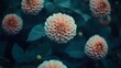 © Solaiman - Closeup Peach Dahlia Flowers Dark Green Leaves Background