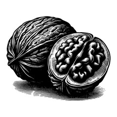 Wall Mural - two walnuts whole and half black and white outline line art drawing engraved nut food vector