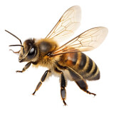 Isolated macro close-up of a bumblebee with yellow and black wings on a clean white background
