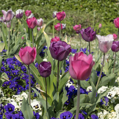 Wall Mural - massif de tulipes et de pensées