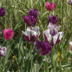 Wall Mural - massif de tulipes violettes et blanches