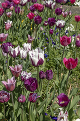Wall Mural - massif de tulipes violettes et blanches