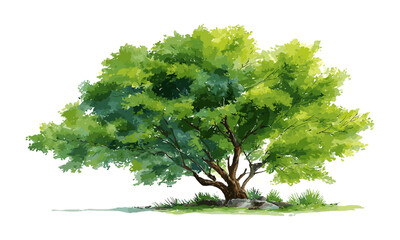 watercolor green tree isolated on white background, vector illustration, organic nature painting, se
