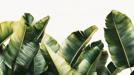 Wall Mural - Lush Green Tropical Leaves Against Minimal White Background