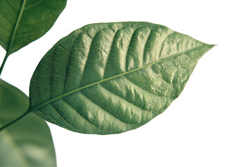 Aufkleber - Detailed close-up of a green, textured leaf showcasing natural patterns on a transparent background ideal for design and nature projects