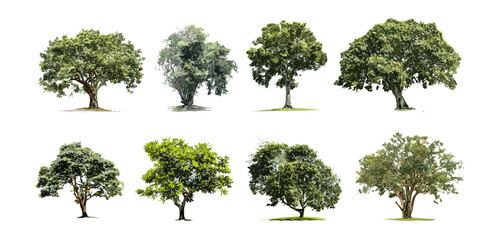 Green leafy tree isolated, white background art, botanical tree illustration, natural flora design, eco-friendly tree concept, vector illustration, wilderness plant, cutout, garden landscape.