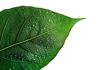 Aufkleber - Detailed close-up of a green, textured leaf showcasing natural patterns on a transparent background ideal for design and nature projects