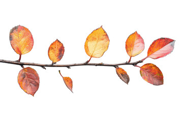 Poster - Colorful autumn leaves on a branch showcasing vibrant hues of orange and red against a transparent background