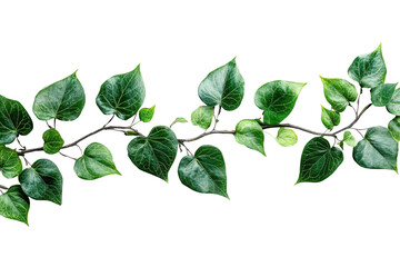 Poster - Lush green vine with heart-shaped leaves displayed on a transparent background for creative projects and designs