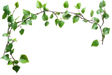 Poster - Lush green vine with heart-shaped leaves displayed on a transparent background for creative projects and designs