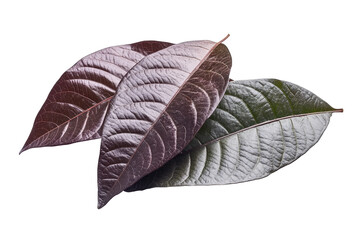 Poster - Colorful dried leaves in rich shades of brown and red ready for crafting or decoration