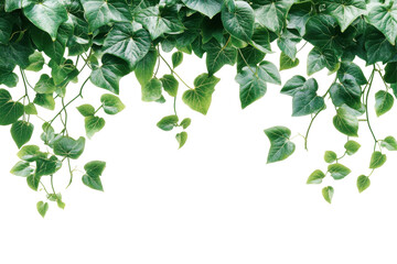Poster - Lush green vine with heart-shaped leaves displayed on a transparent background for creative projects and designs