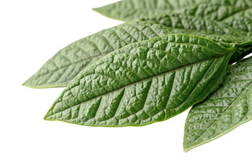 Poster - Close-up view of textured green leaves arranged on a white background highlighting their intricate veins and natural symmetry