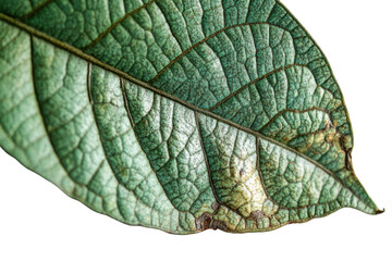 Poster - Close-up view of textured green leaves arranged on a white background highlighting their intricate veins and natural symmetry