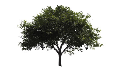 vector illustration, single tree cutout, alpha channel, isolated tree, nature scene, forest element,