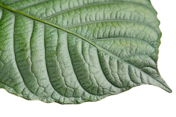 Poster - Close-up view of a textured green leaf showcasing its natural details and vibrant color against a transparent background