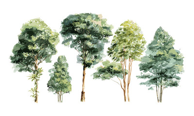 vector illustration hand drawn watercolor tree top isolated on white background for landscape design