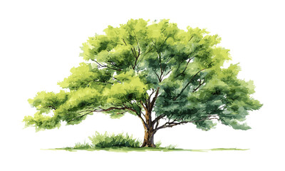 watercolor vector illustration of tree side view, architecture and landscape drawing, botanical elem