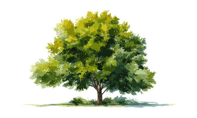 vector illustration watercolor tree side view isolated on white background, landscape architecture d