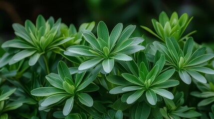 Poster - Bunch of green leaves with a few brown spots. The leaves are on a plant