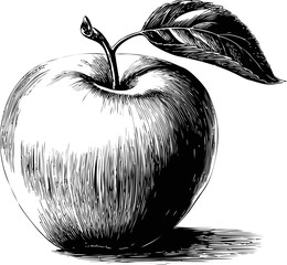 Aufkleber - Black and white sketch of an apple with detailed leaf shading, pencil drawing. Vector illustration
