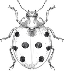 Poster - Detailed black and white illustration of a ladybug with intricate patterns. Vector illustration