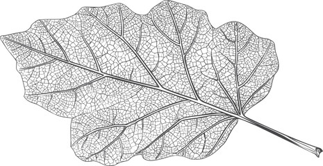 Poster - Detailed black and white illustration of a leaf with intricate vein pattern. Vector illustration
