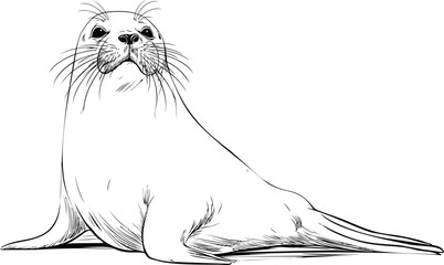 Aufkleber - Realistic black and white illustration of a seal with detailed features. Vector illustration