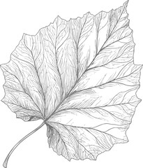 Poster - Detailed illustration of a large leaf with intricate vein patterns, botanical art. Vector illustration