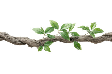Twisted tree branch with vibrant green leaves isolated on black background, cut out