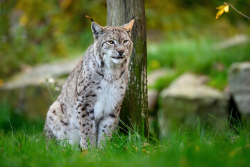 Wall Mural - Eurasian lynx ( Lynx lynx ) close up