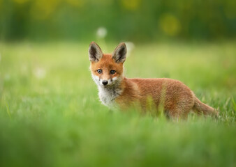 Wall Mural - Cute young red fox ( Vulpes vulpes )